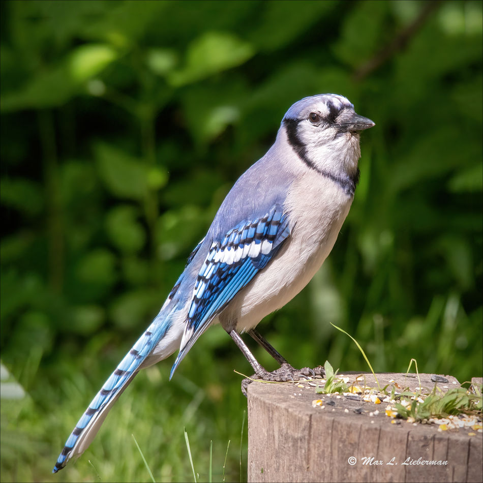 My Aviary: These are photos I took in my aviary in Blue Bell last week ...