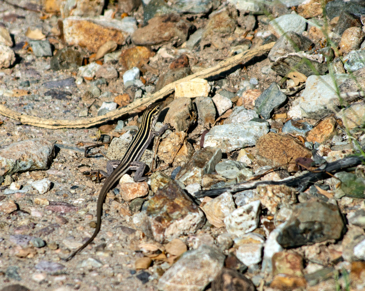 And a Skink, species unknown...