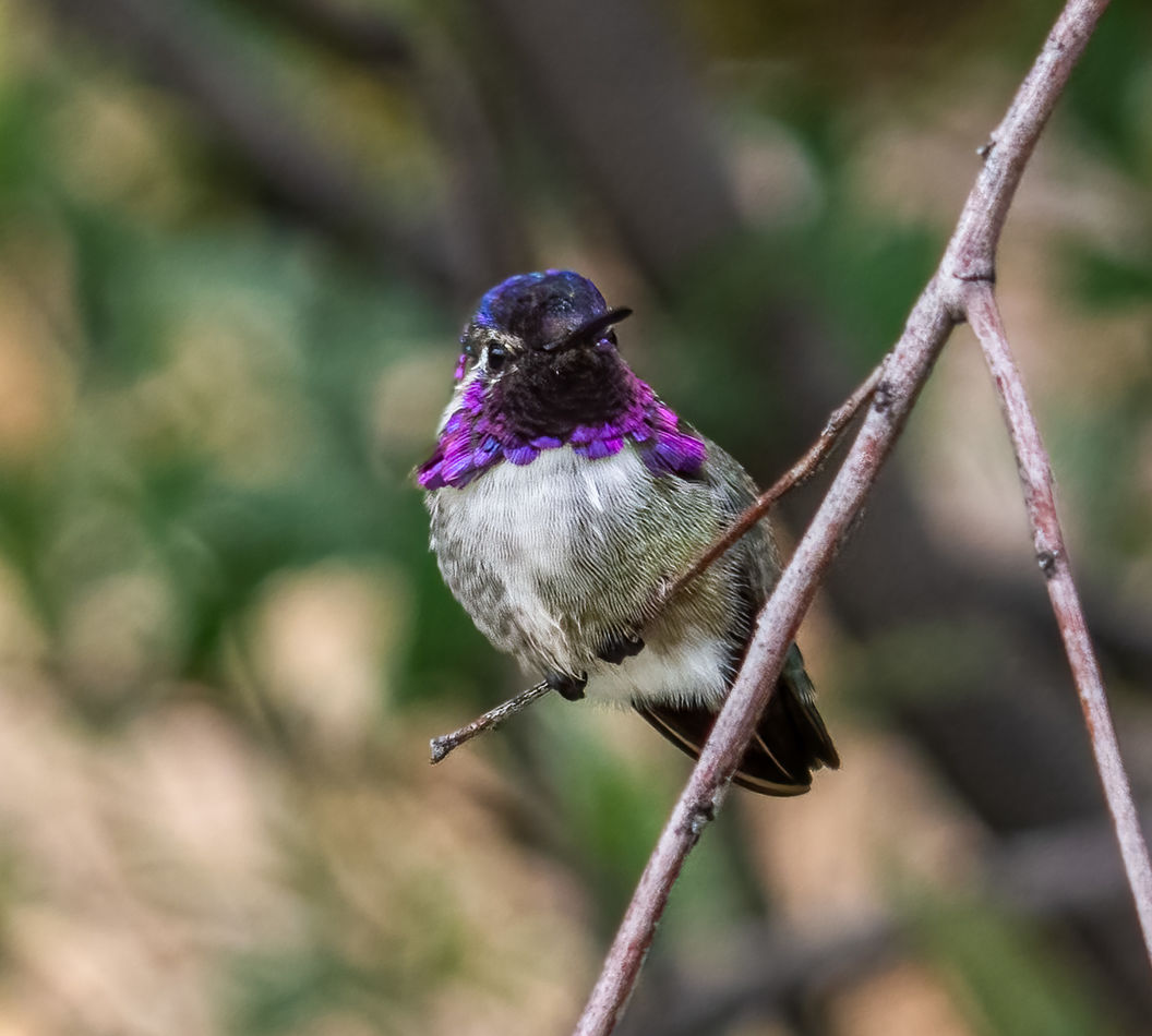 Male Costa's Hummingbird...