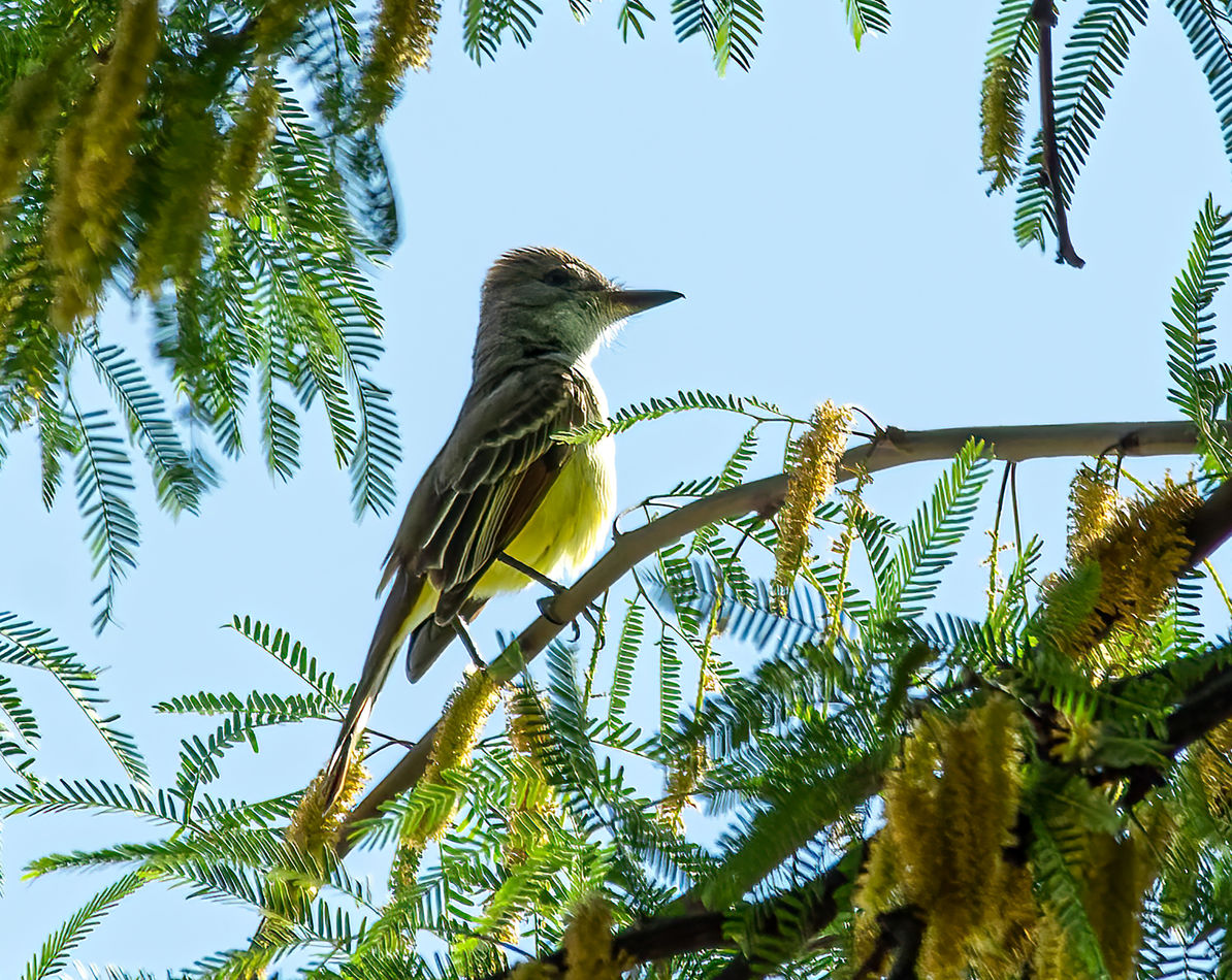 Ash-throated Flycatcher...