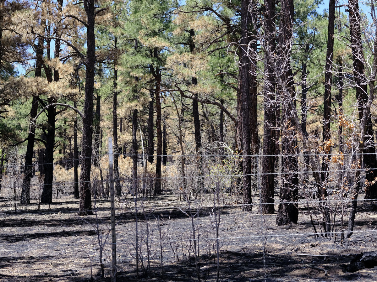 Underbrush burned and trees scorched...