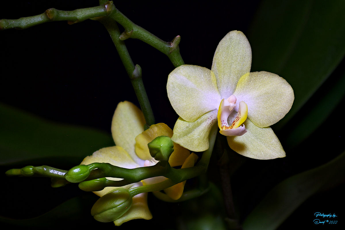 Yellow Orchid...