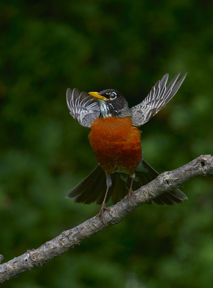 Excitable Robin: Something got this Robin excited...perhaps it was a ...