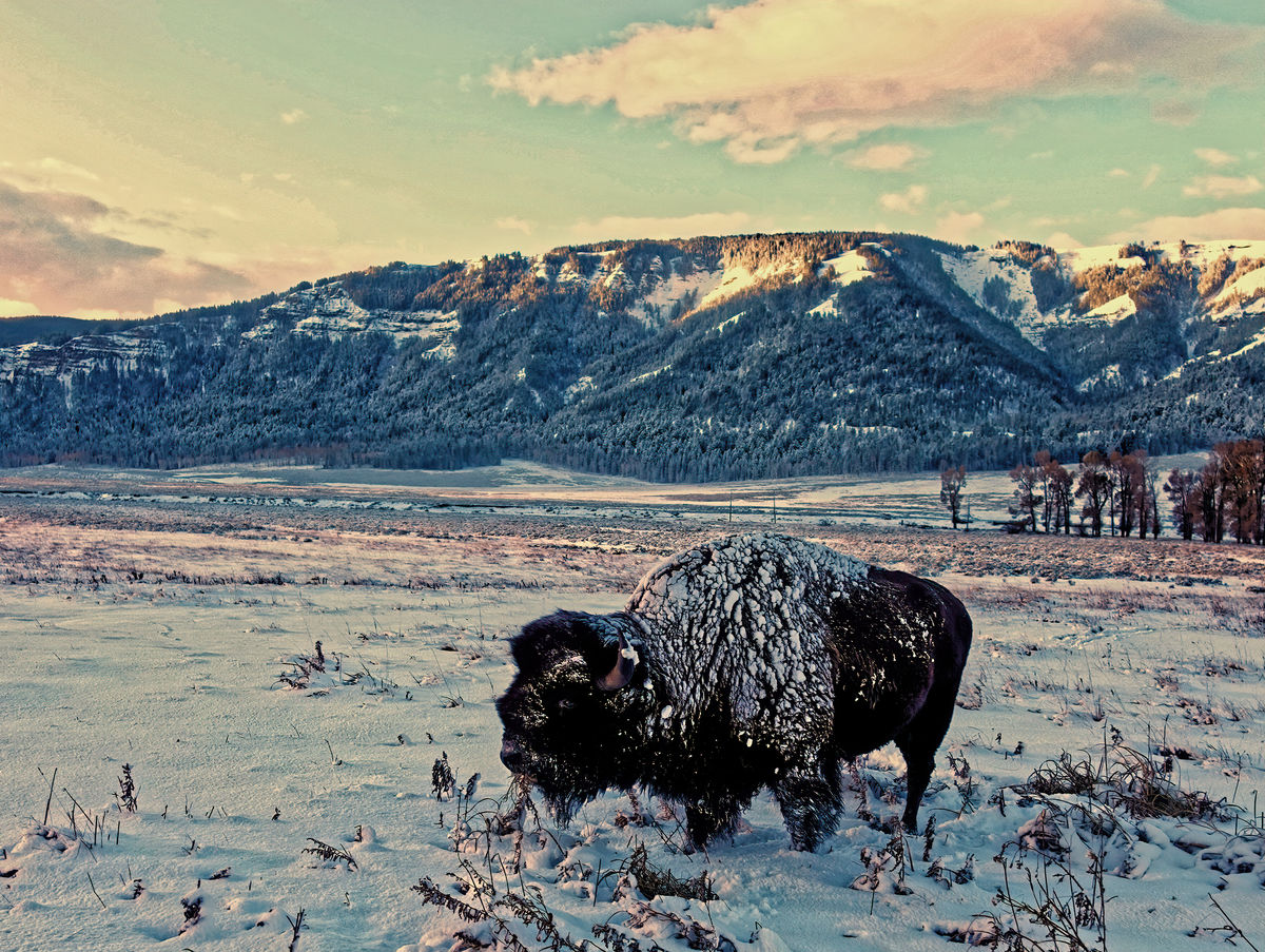 early morning bison (1/125 second shutter)...