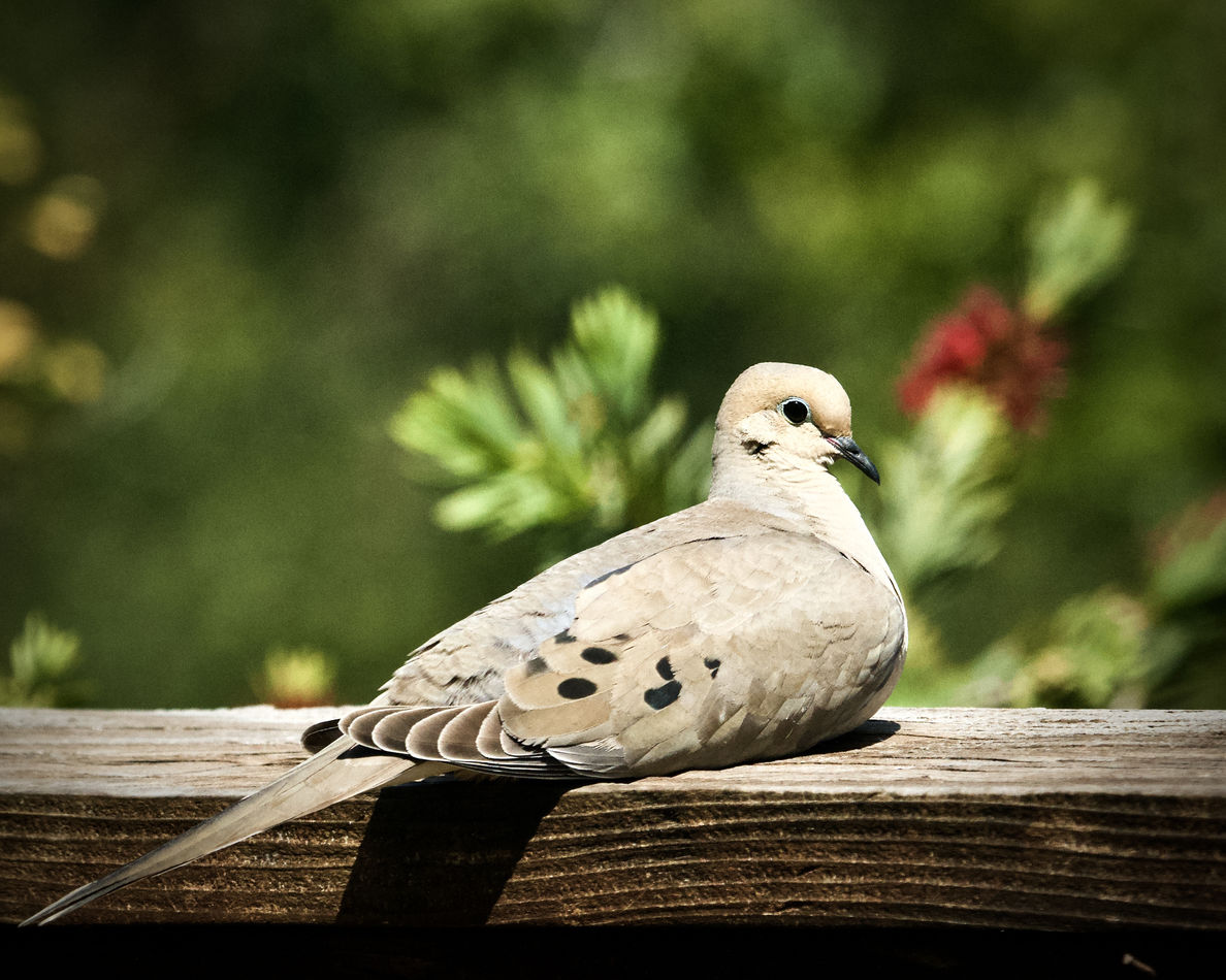 Mourning Dove...