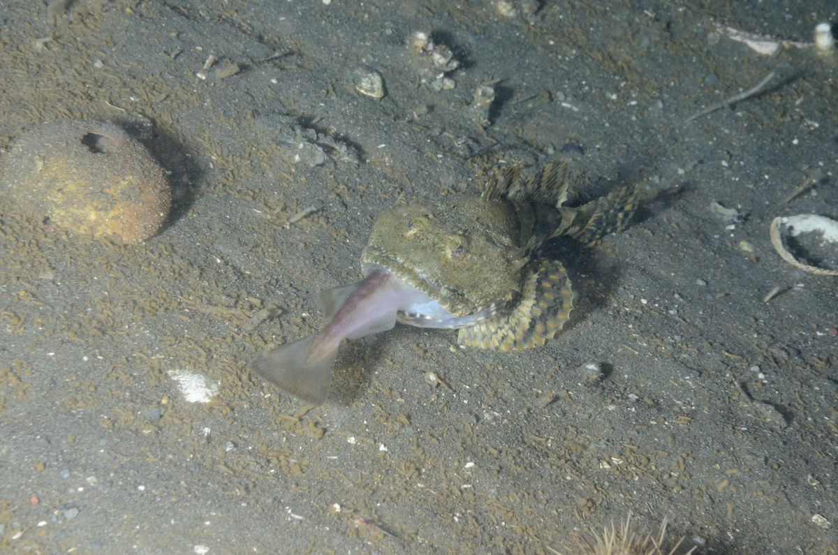 Sculpin eating an unidentified fish...