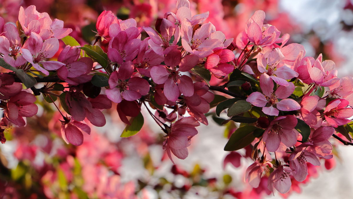 Crabapple Blossoms NM Crabapple Blossoms NM...