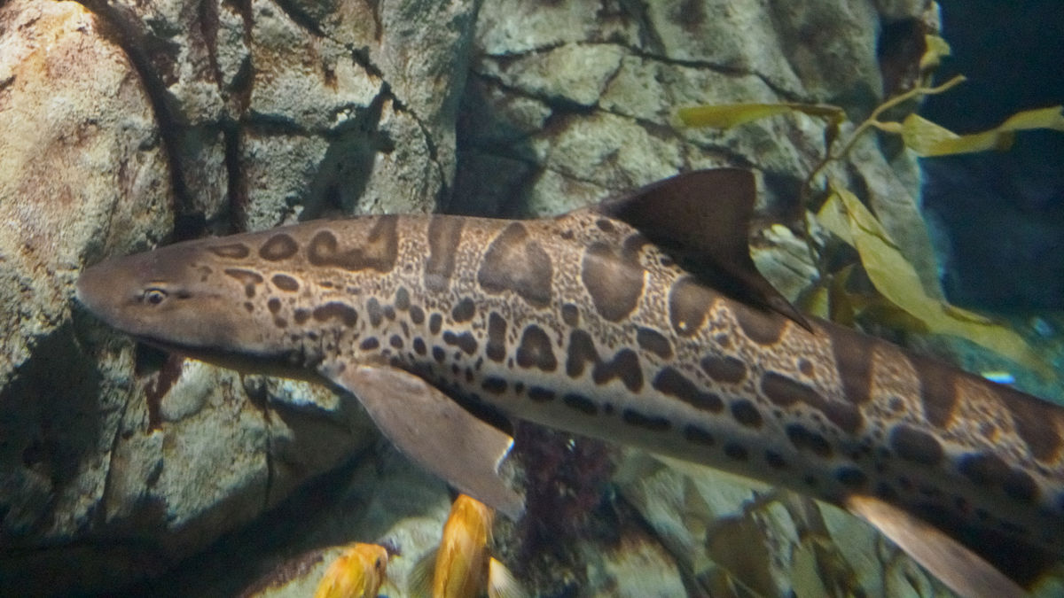 Who's a leopard shark?  (do you see it?)  Off-axis...