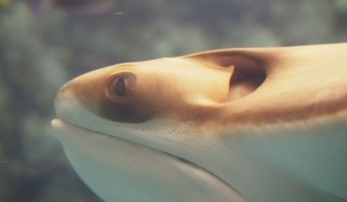Cow Nose Ray (I think)...