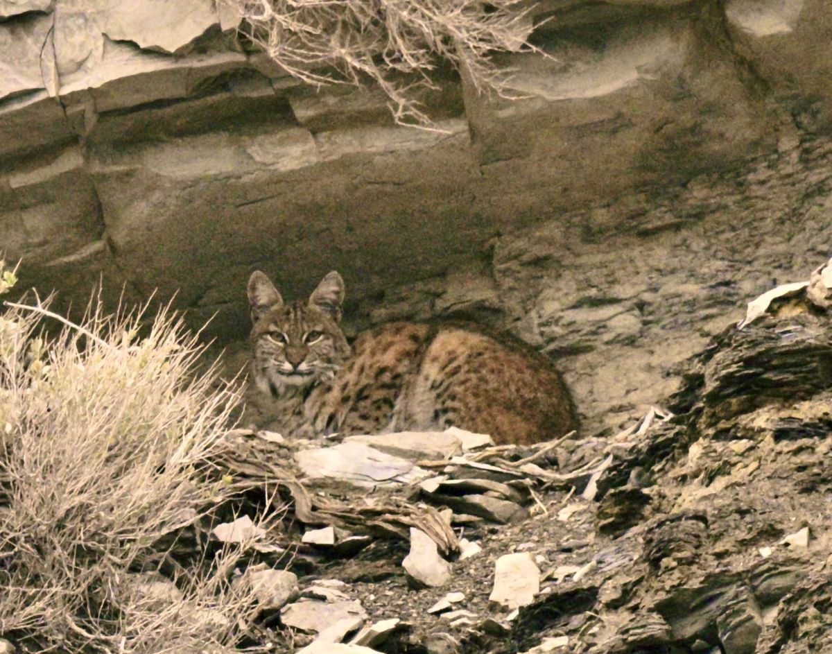 Big Kitty Found this Bobcat lying under a ledge enjoying the view this