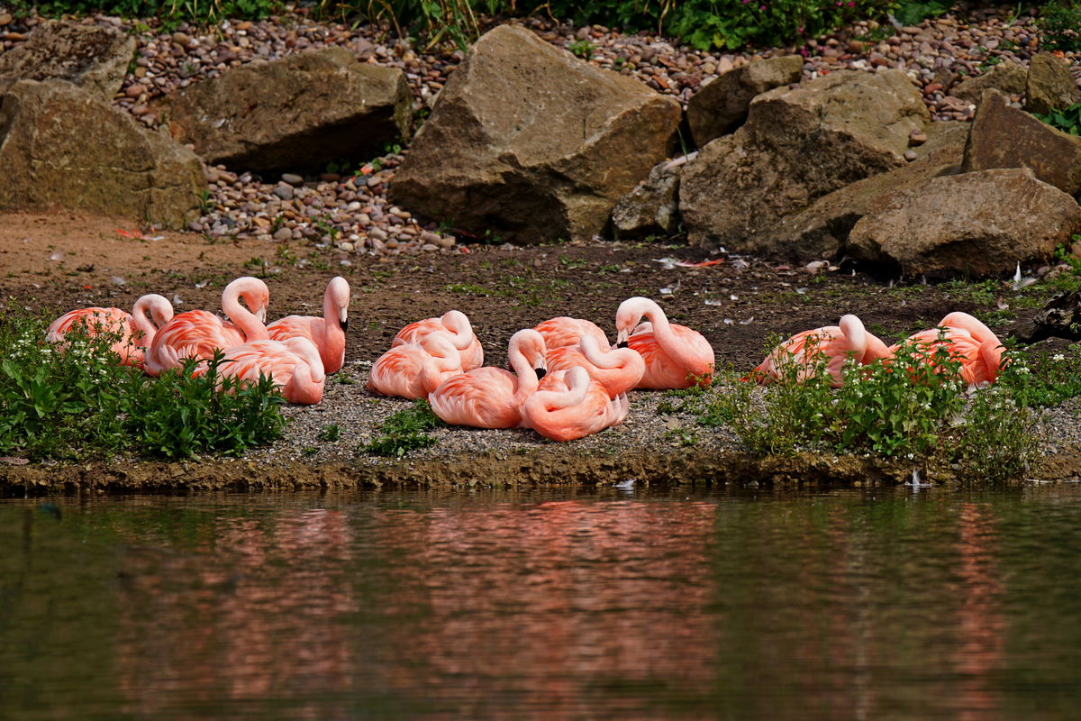 The Flamingoes Where enjoying the Sun....
