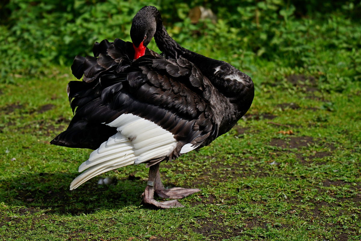 Black Swan....