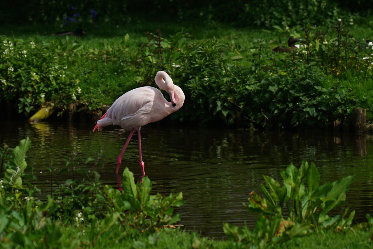 This Flamingo loves to pose....