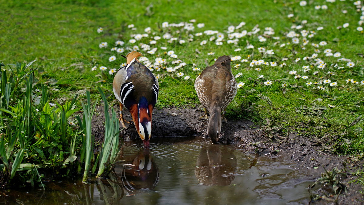 Mister and Mrs Mandarine ducks having a cool drink...