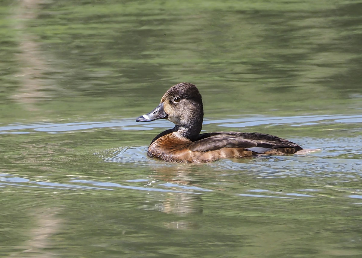 Peavine Pond: Within Rancho San Rafael, a county regional park, are ...