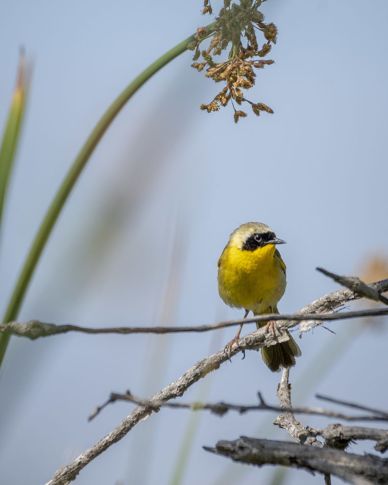 Male Common Yellowthroat (very common this morning...