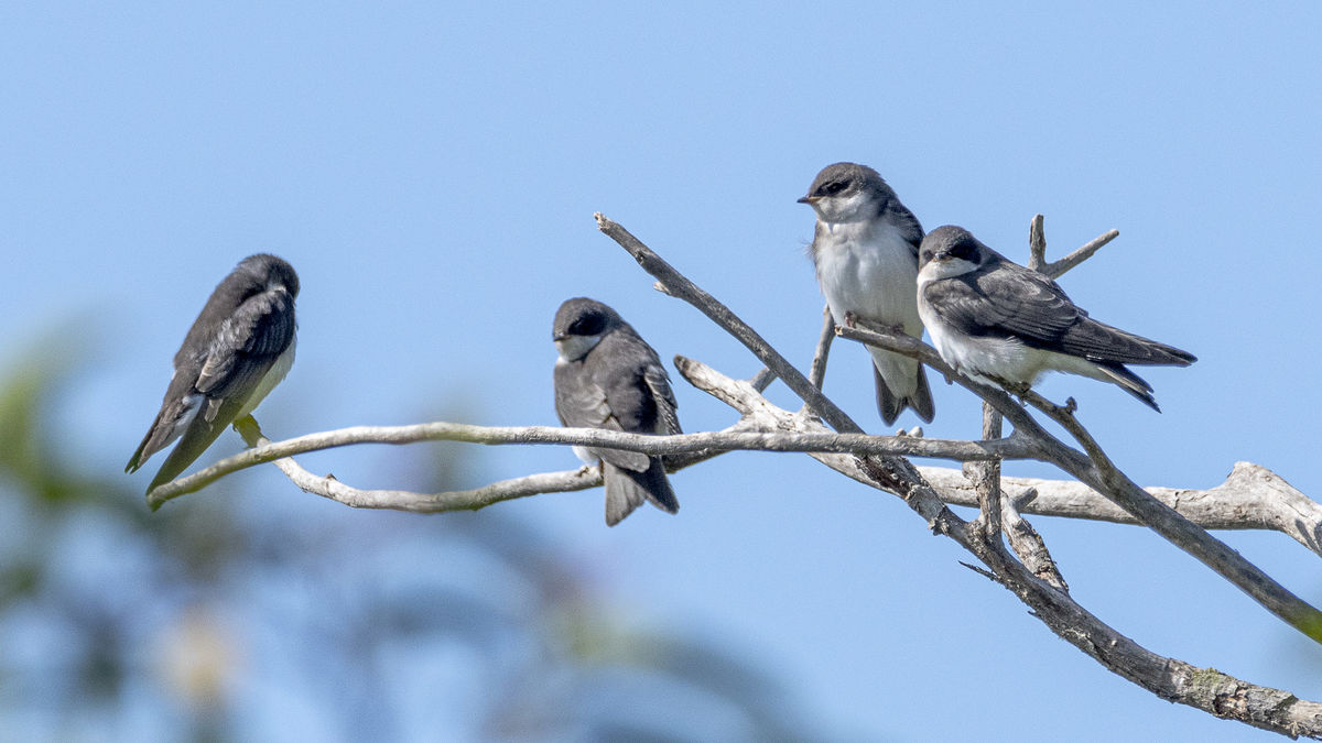 Tree Swallows - finding roosts in the trees as the...