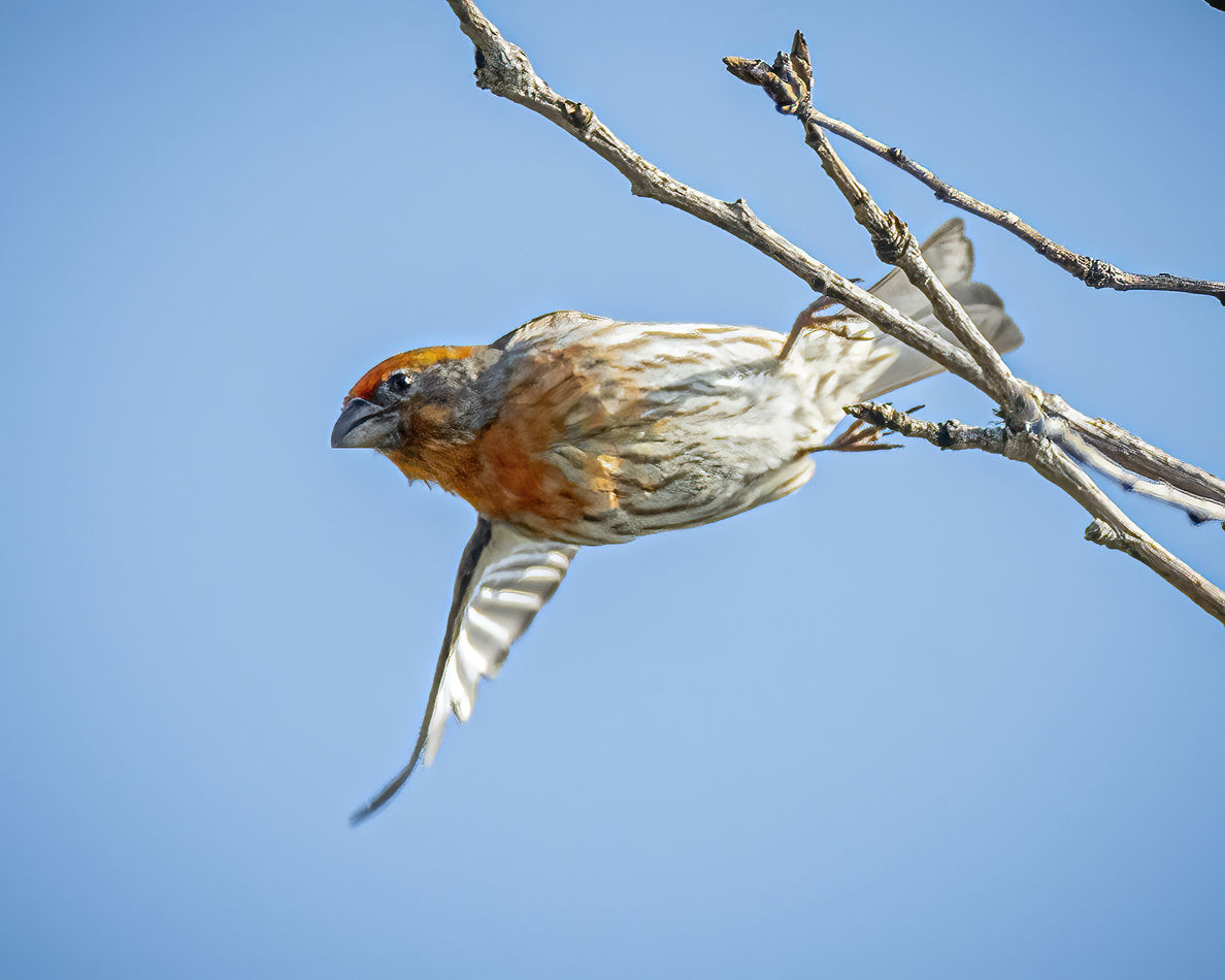 Orange feathered House Finch leaving its perch....