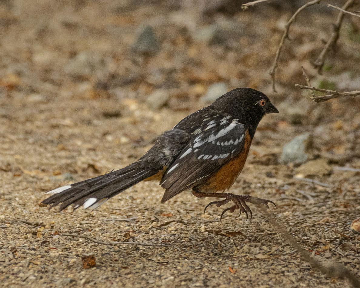 Spotted Towhees made several appearances.  I caugh...