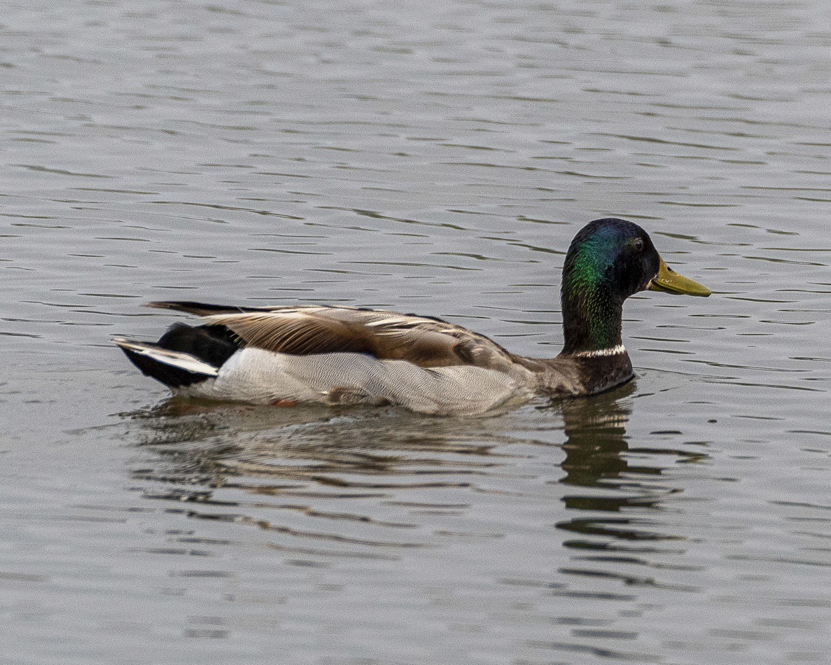Mallards are year-round residents of the marsh...o...