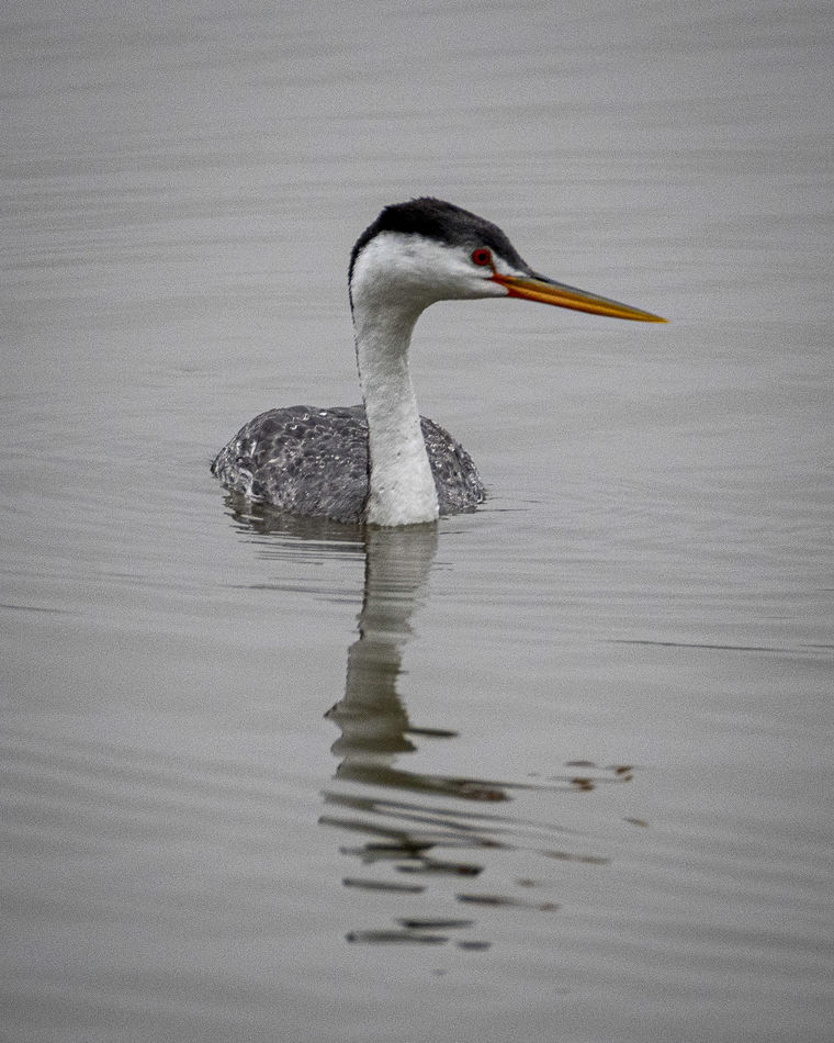Clark's Grebe - Clark's and Western Grebes, two si...