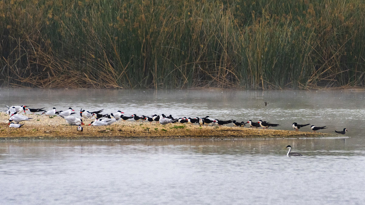 Black Skimmers and Caspian Terns have colonized th...