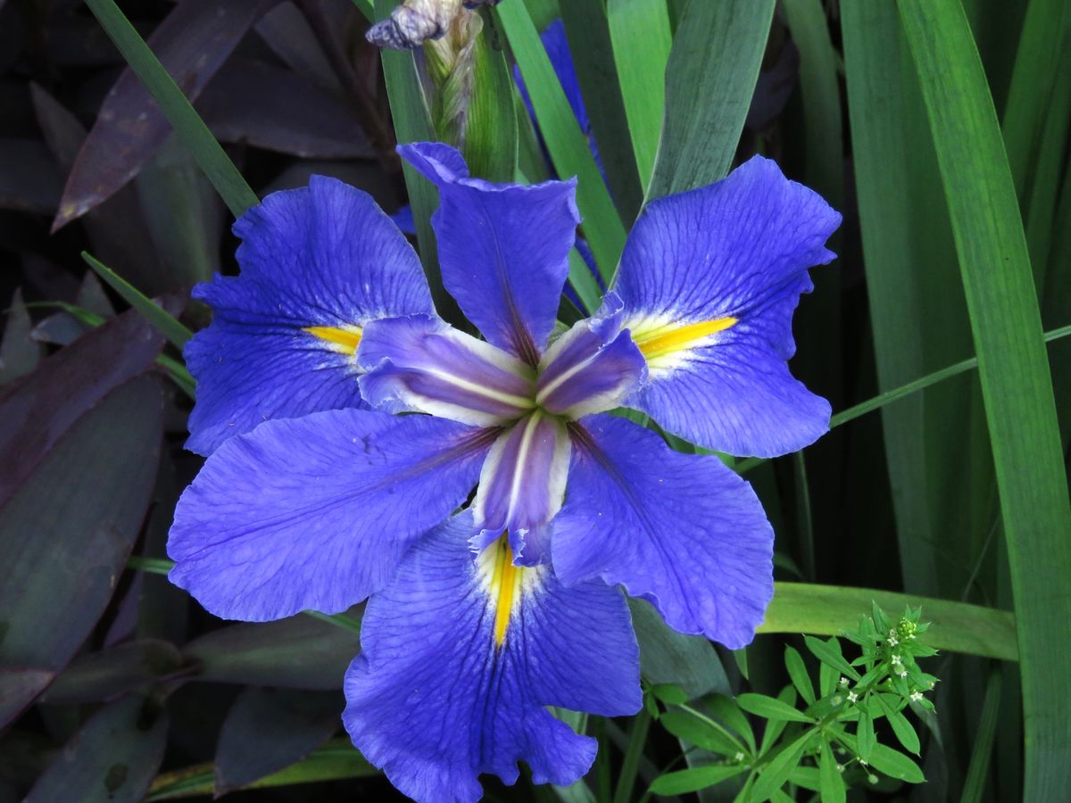 an iris i saw at a rest stop in texas...