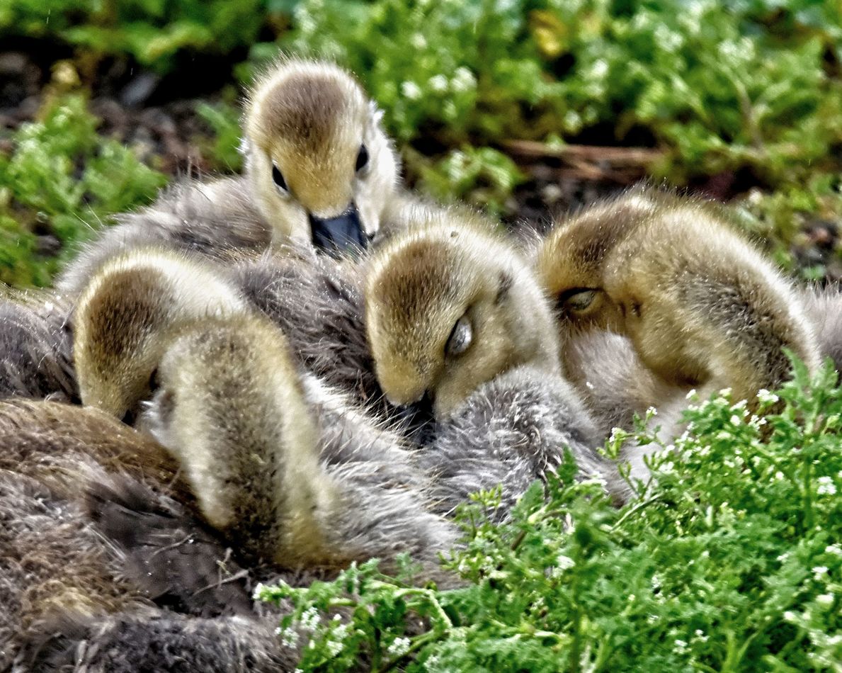 Six little babe's taking a nap....