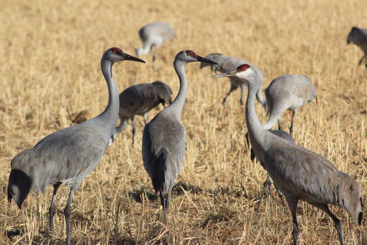 Sandhill cranes...
