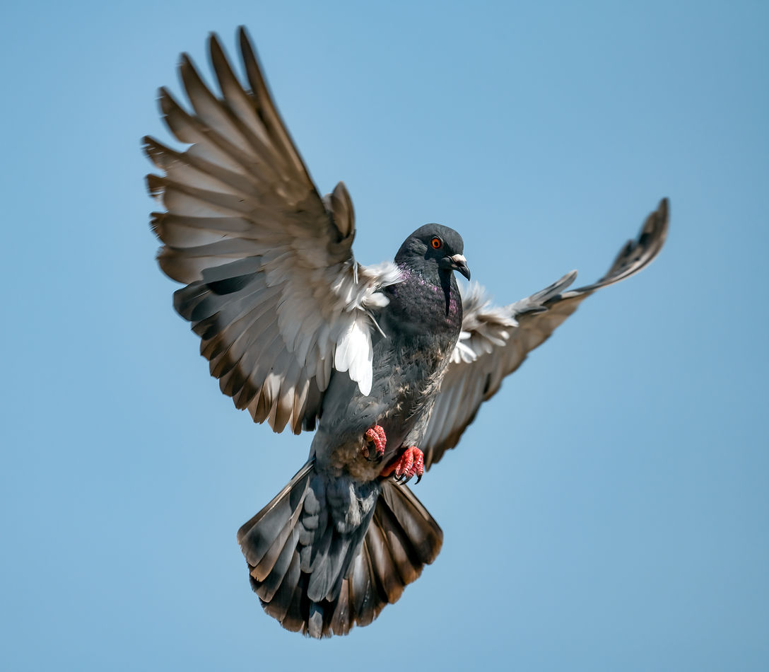 Pesky Pigeons: Rock Pigeons can be both nuisance and a treat to behold ...