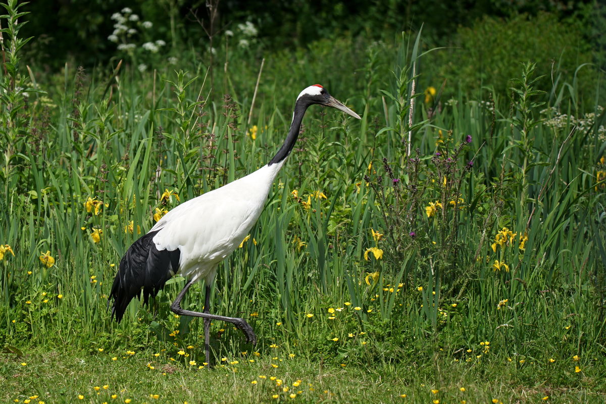 Red  Crowned  Crane...