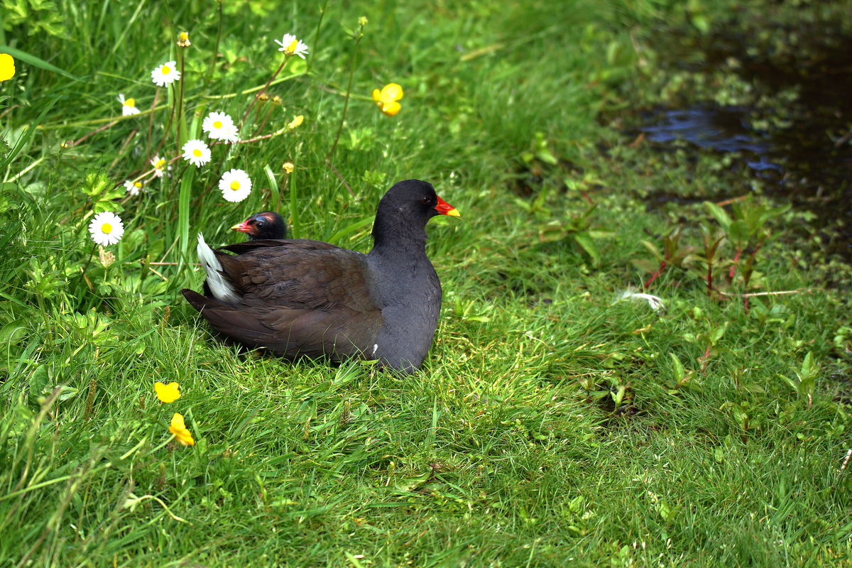 A Moorhen and Baby...