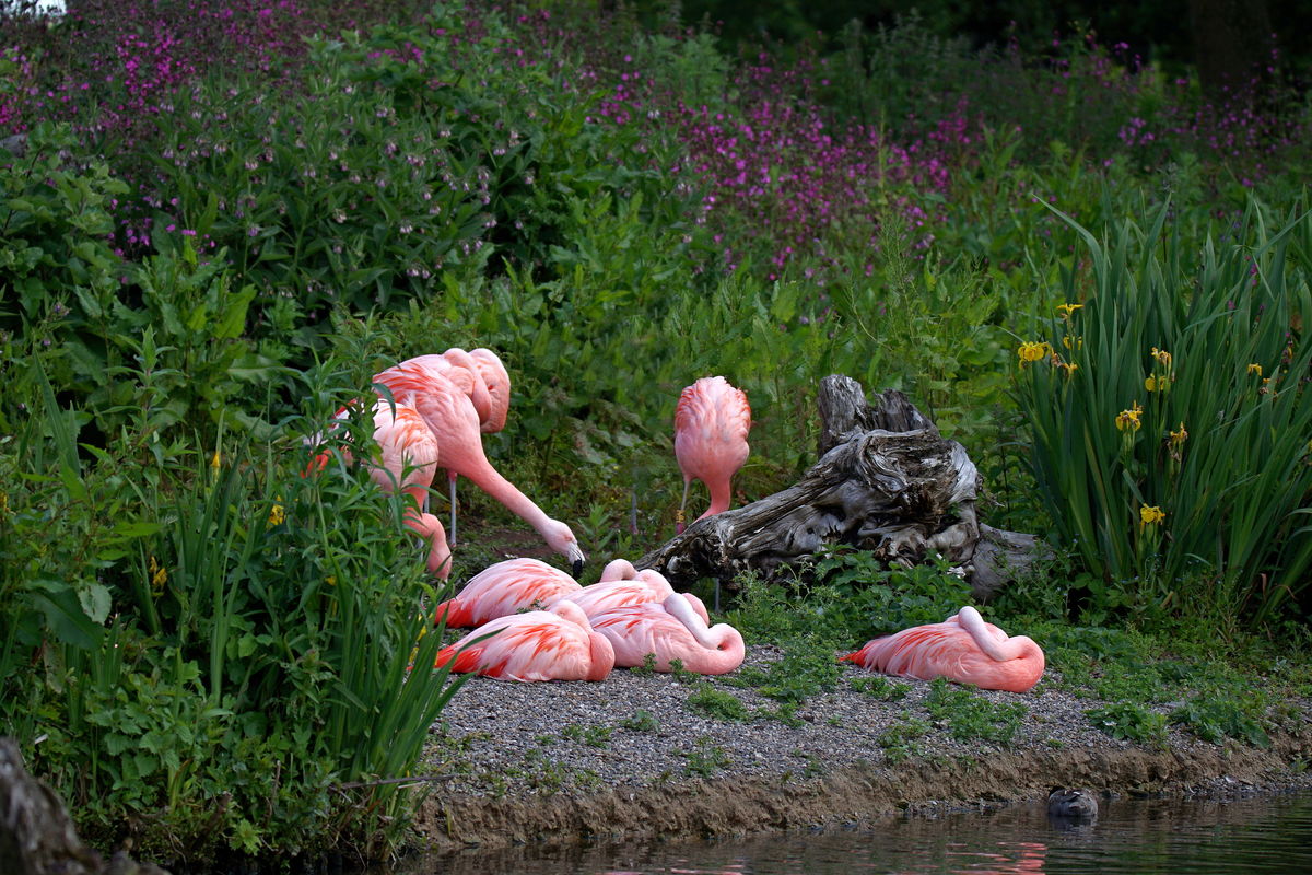Flamingoes Sun bathing....