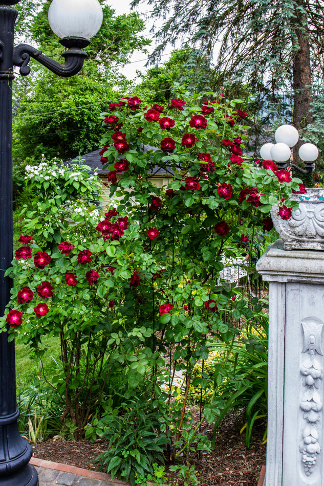More of Terraces Resort The roses went into full bloom the last day of