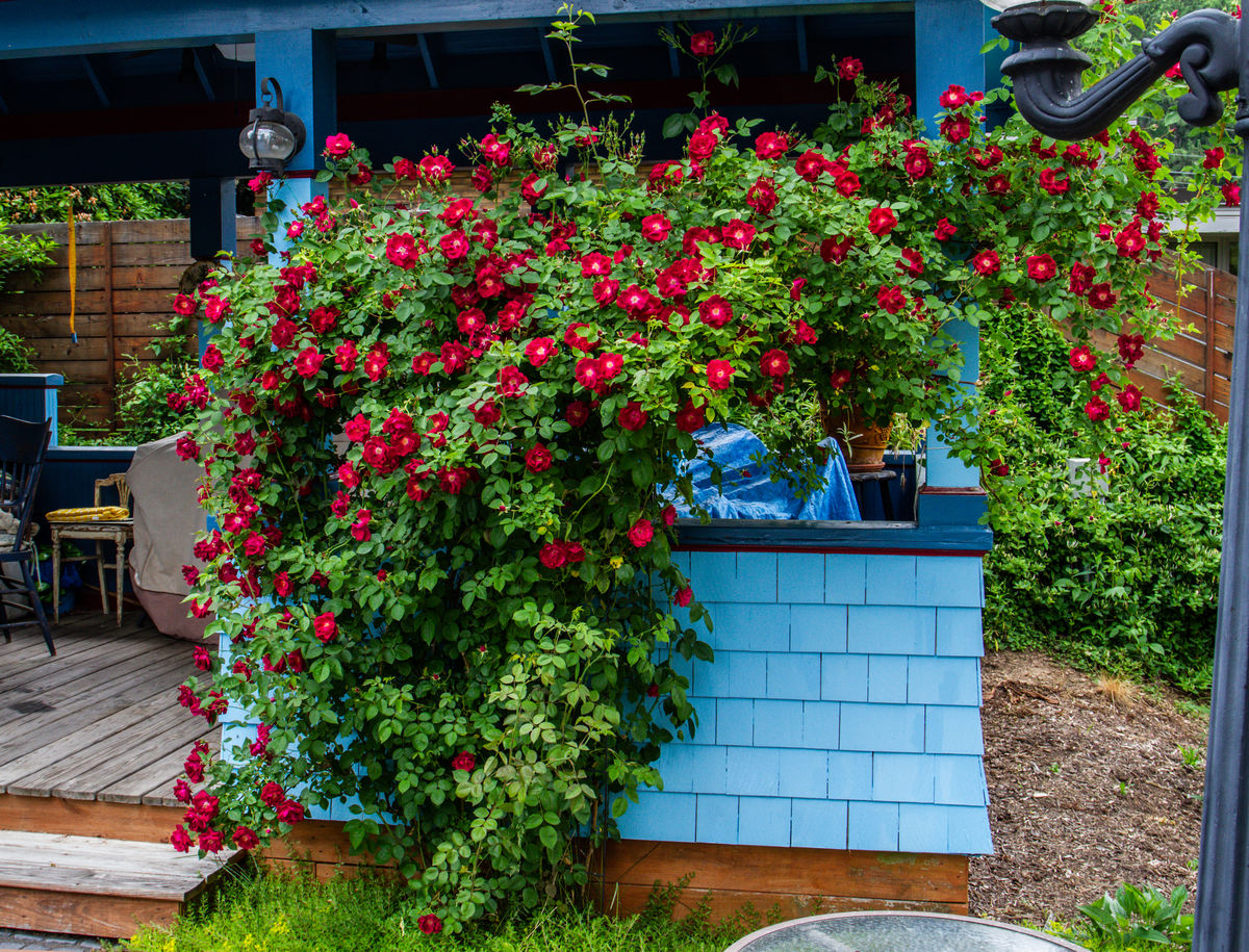 More of Terraces Resort The roses went into full bloom the last day of