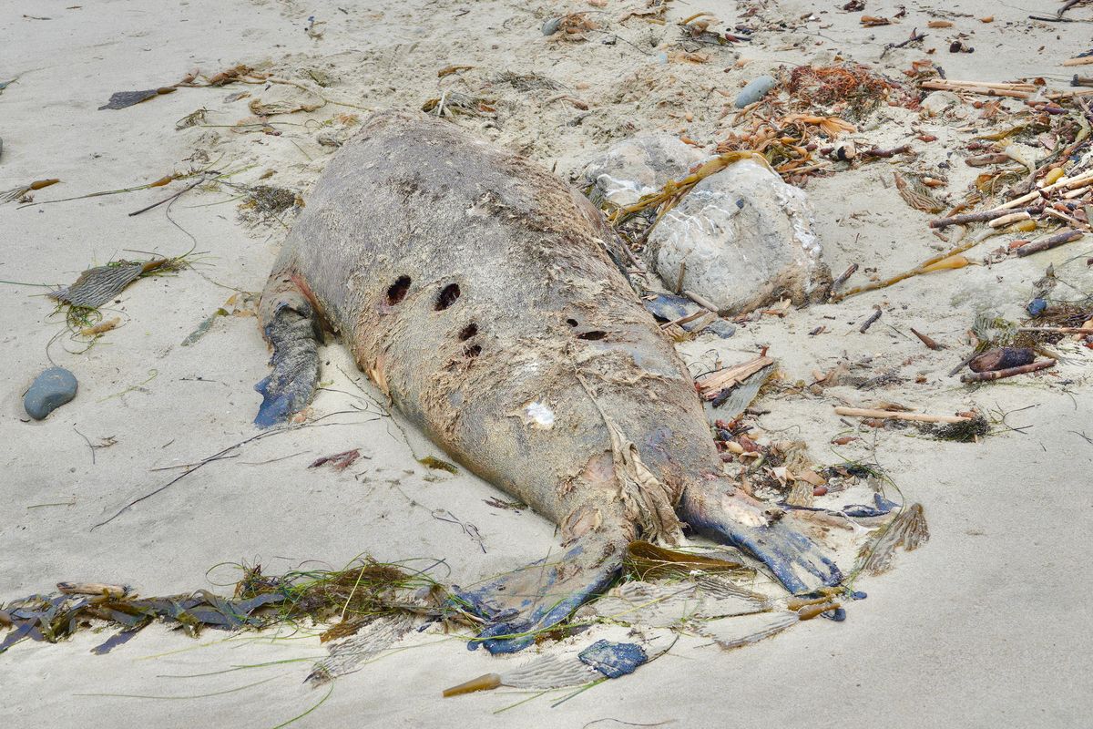 Graphic Photos of Dead Seals Graphic: While walking on the beach ...