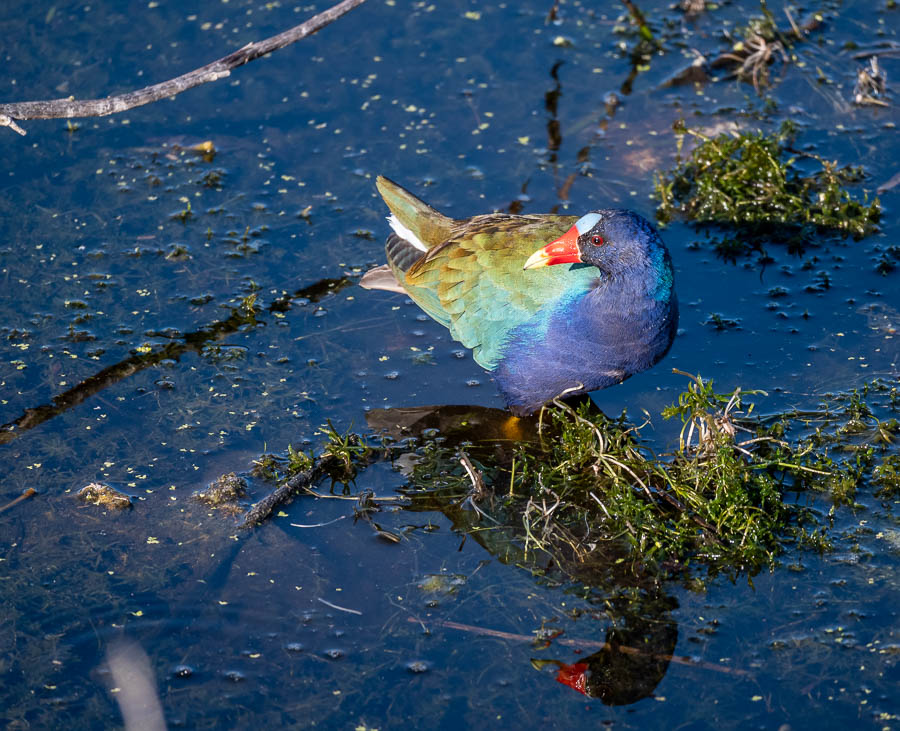And a colorful bird a Purple Gallinule...