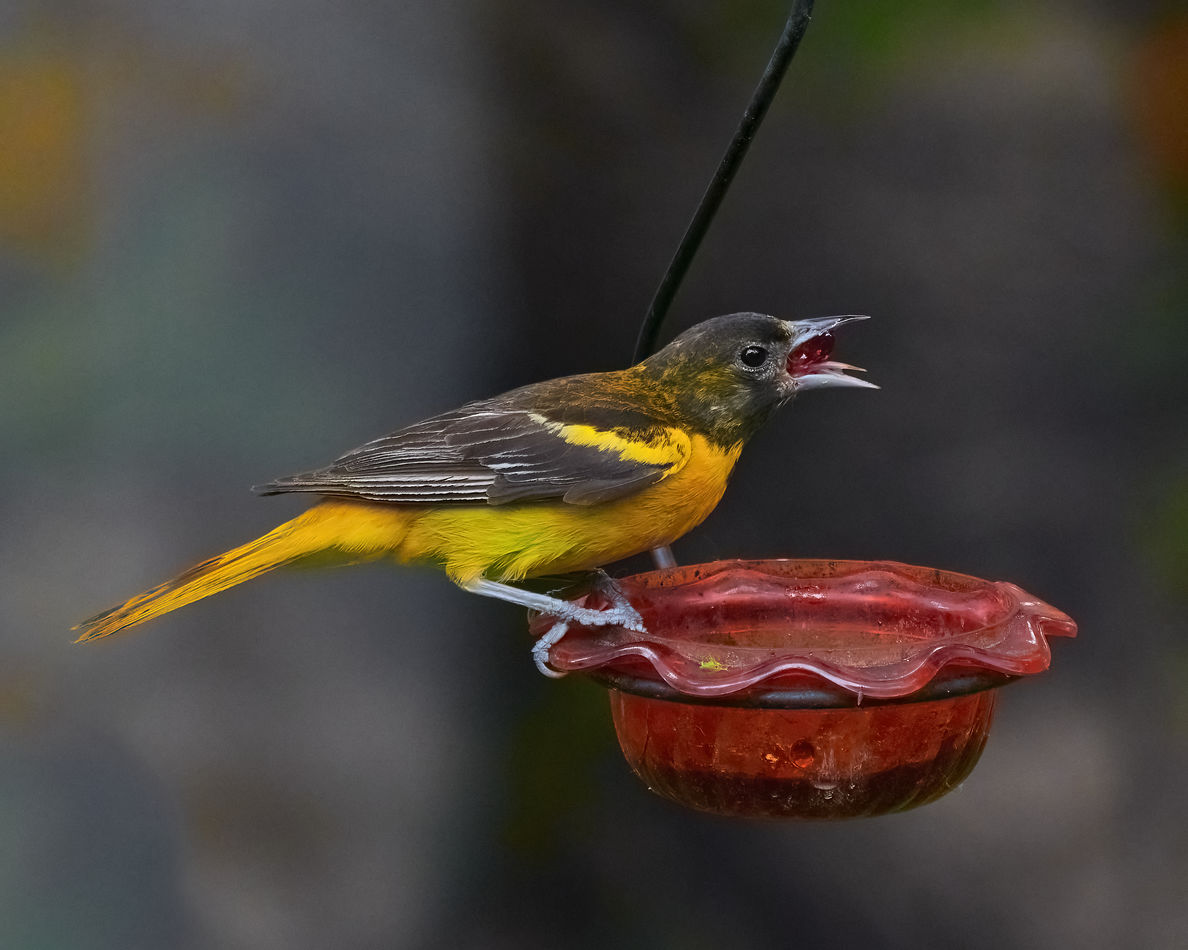 Why Are Robins Eating My Grape Jelly at Erma Walden blog