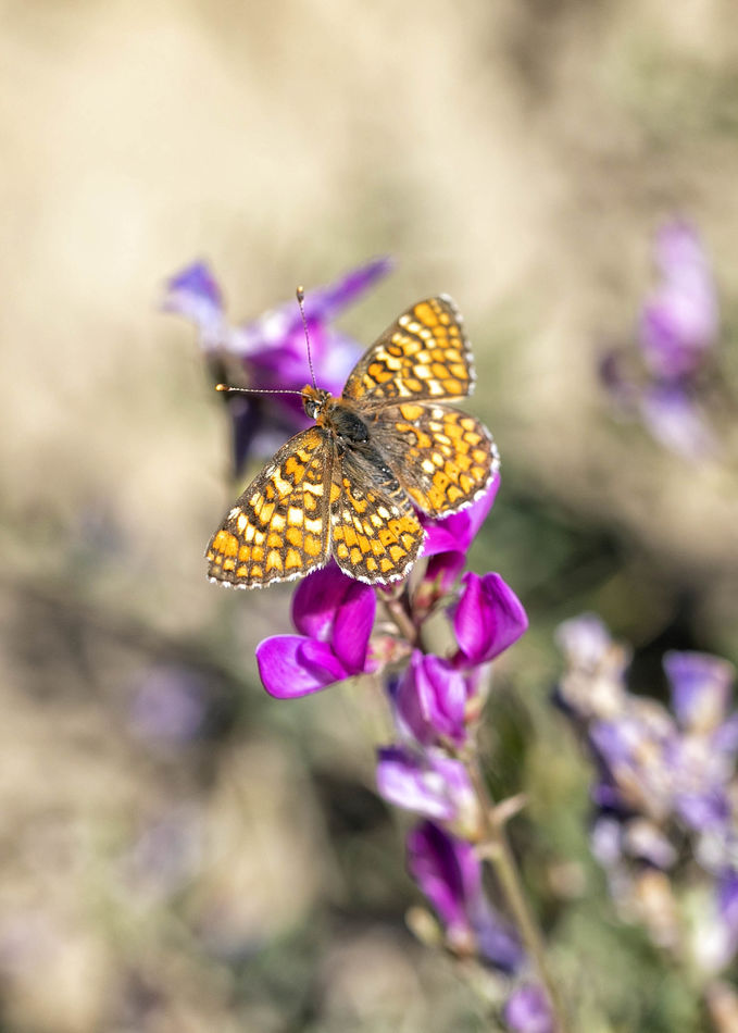 Fritillary maybe the Aphrodite or Herperis, not su...