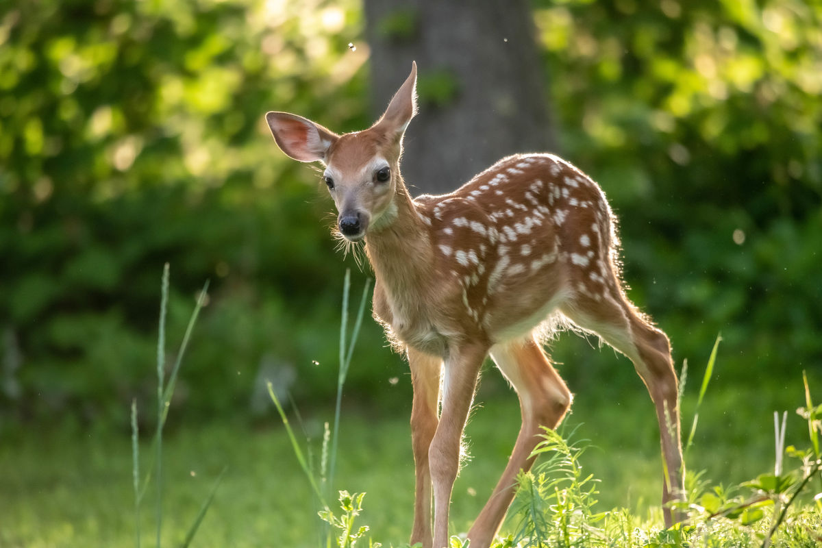 Another Fawn: I took these pictures of another Fawn that was in my ...