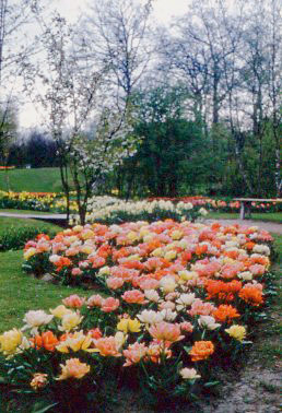 1954 May Holland  Keukenhof Tulip Park....