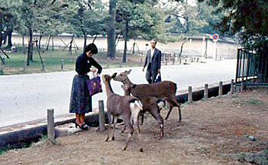 1976 October  Nara, Japan   Nara Deer Park....