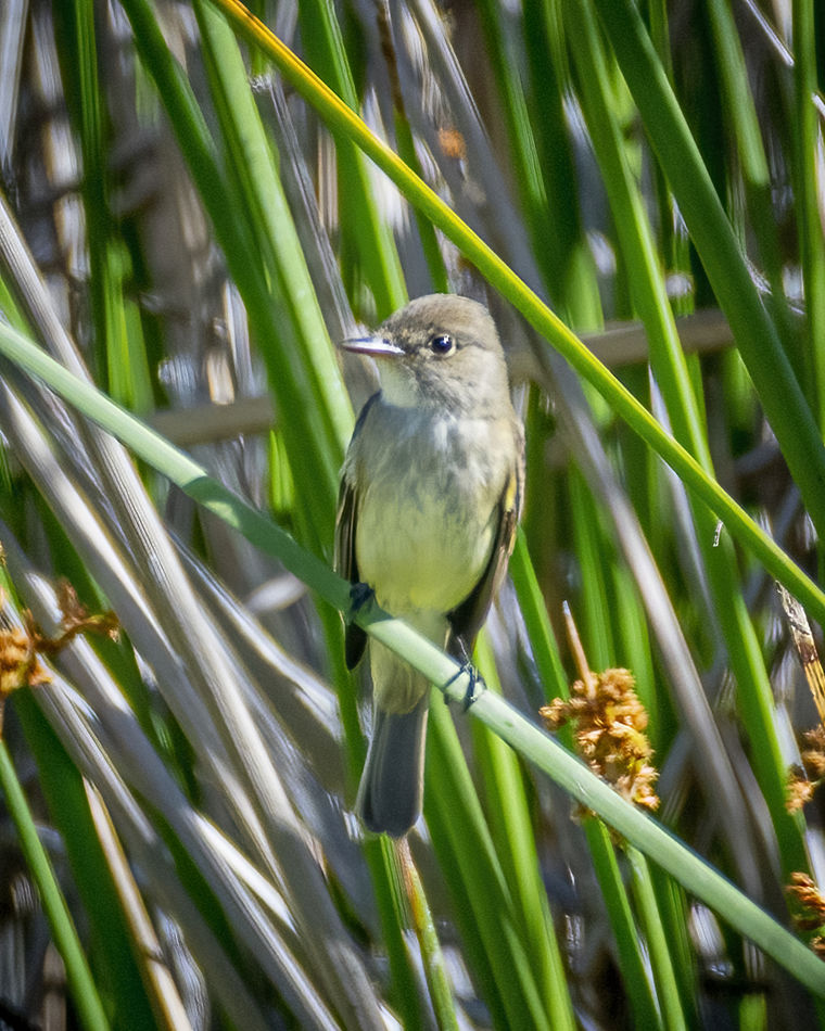 Willow Flycatcher at UCI Wetlands preserve, Irvine...