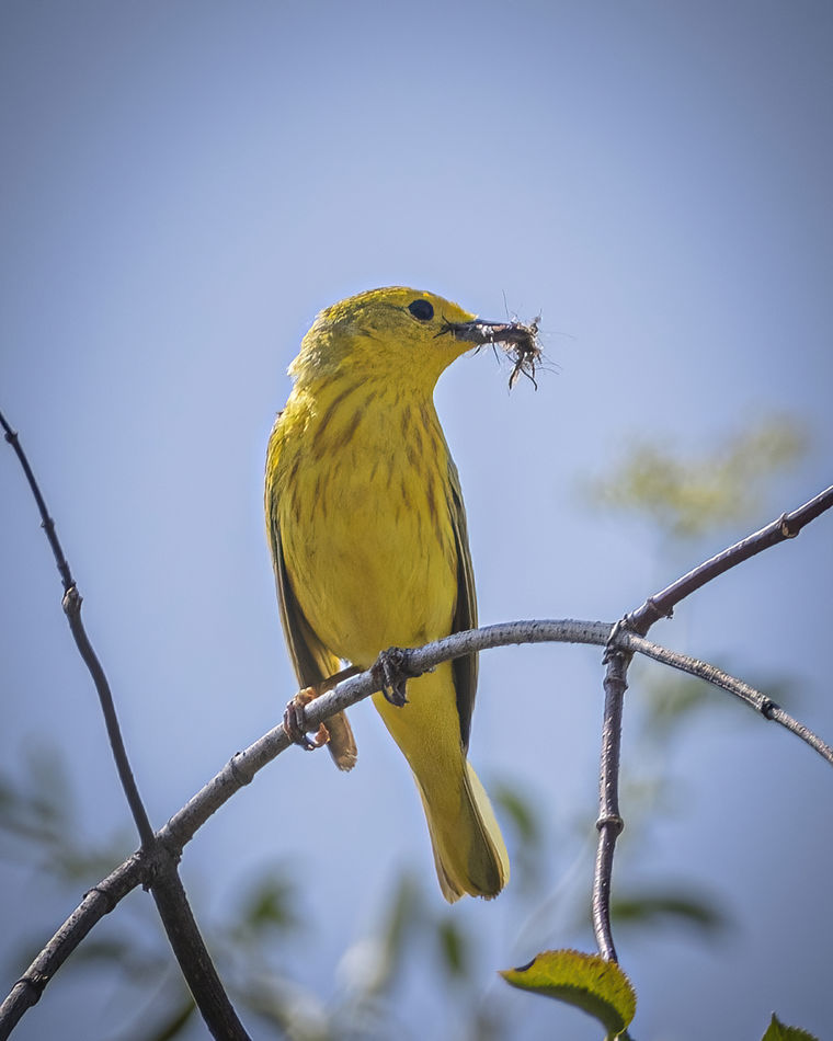 Yellow Warbler at Milesquare Regional Park, Founta...