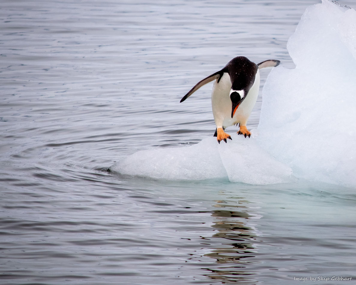 A Gentoo penguin looks for fish in waters off the ...