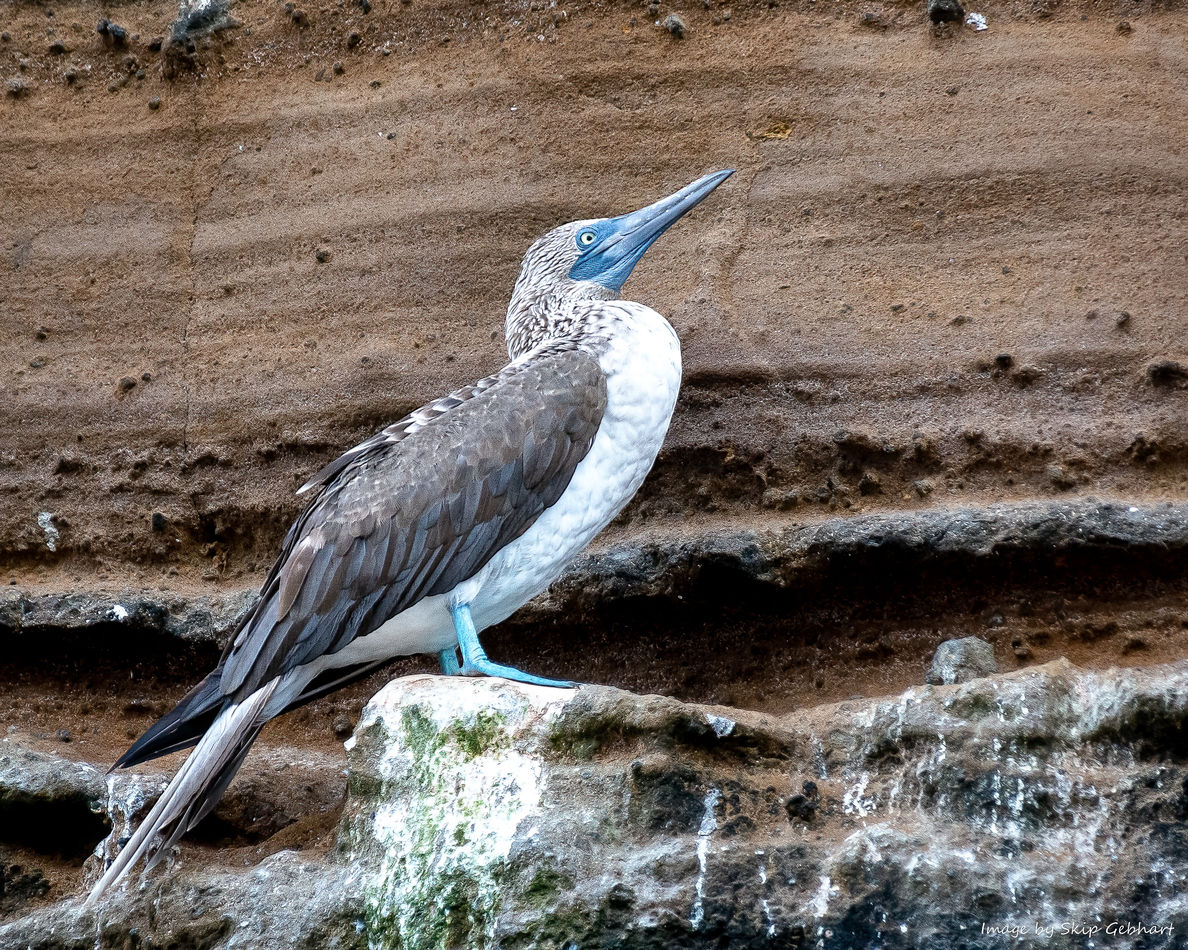 A Galapagos icon, the Blue-Footed Booby....