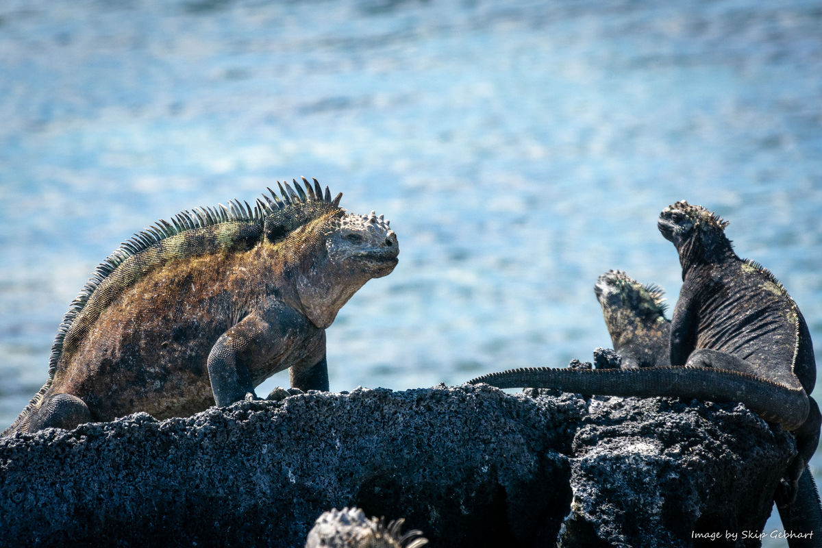 Marine iguanas, Galapagos....