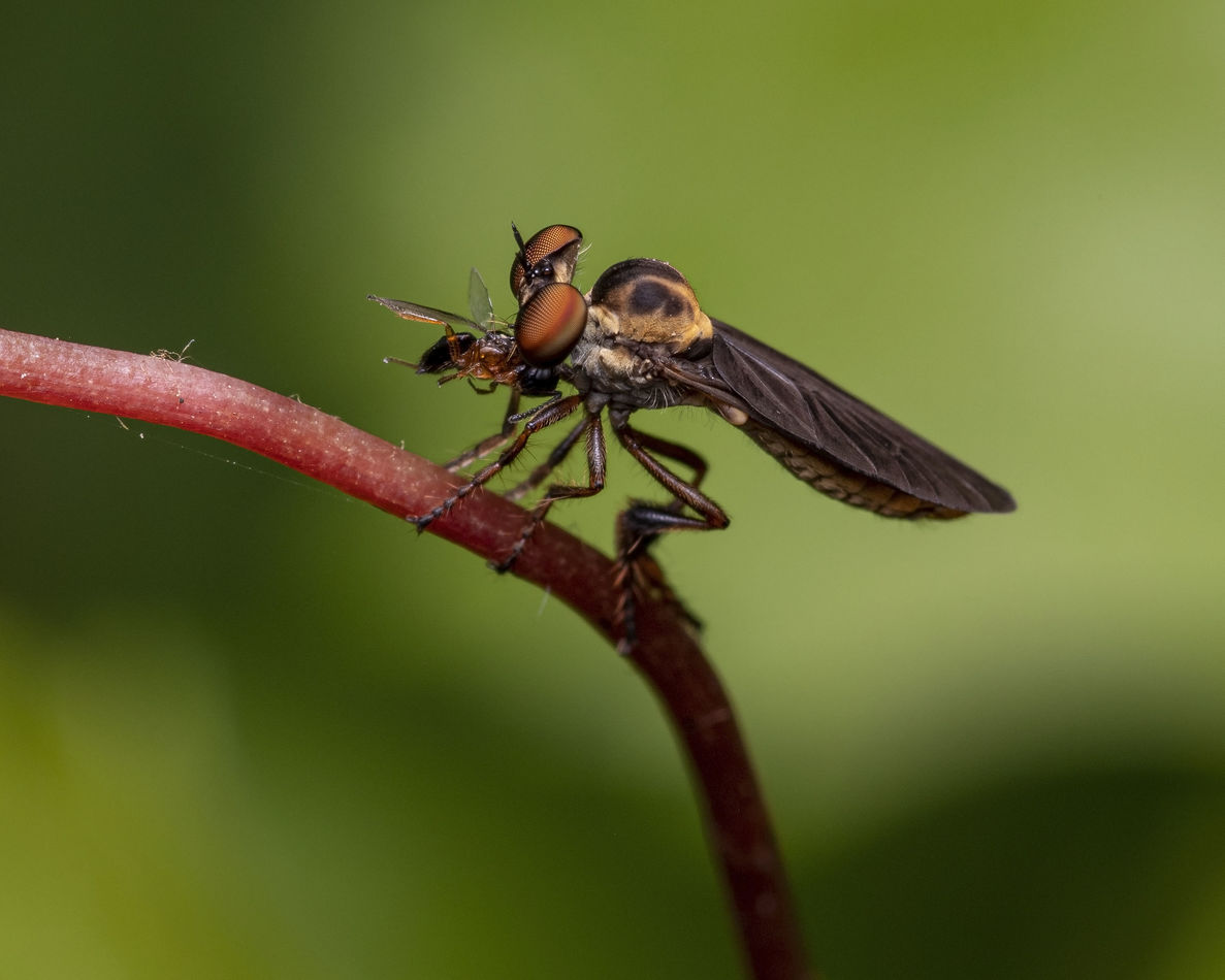 Yard is covered up with small robber flies...
