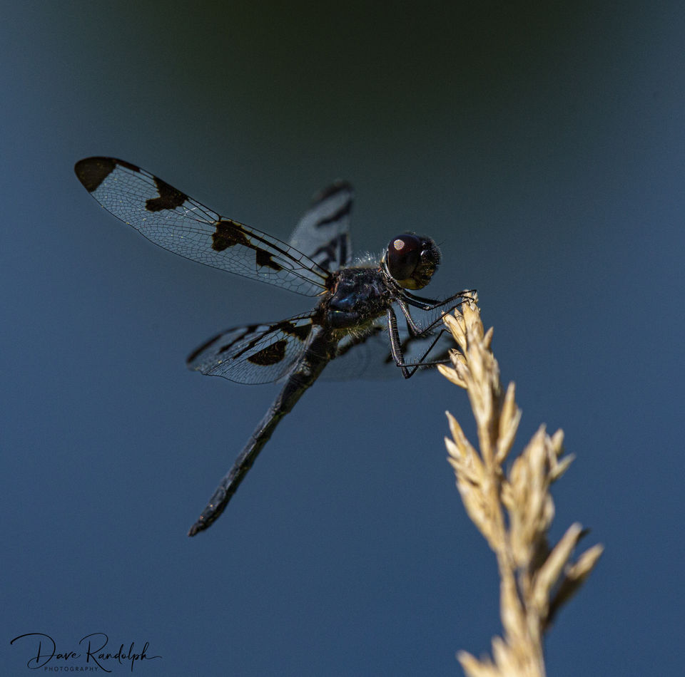 Banded Pennant...