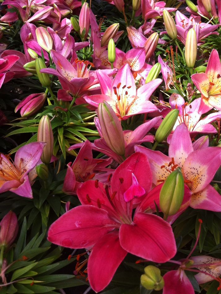 A flower garden I saw at Home Depot.  Didn’t buy a...
